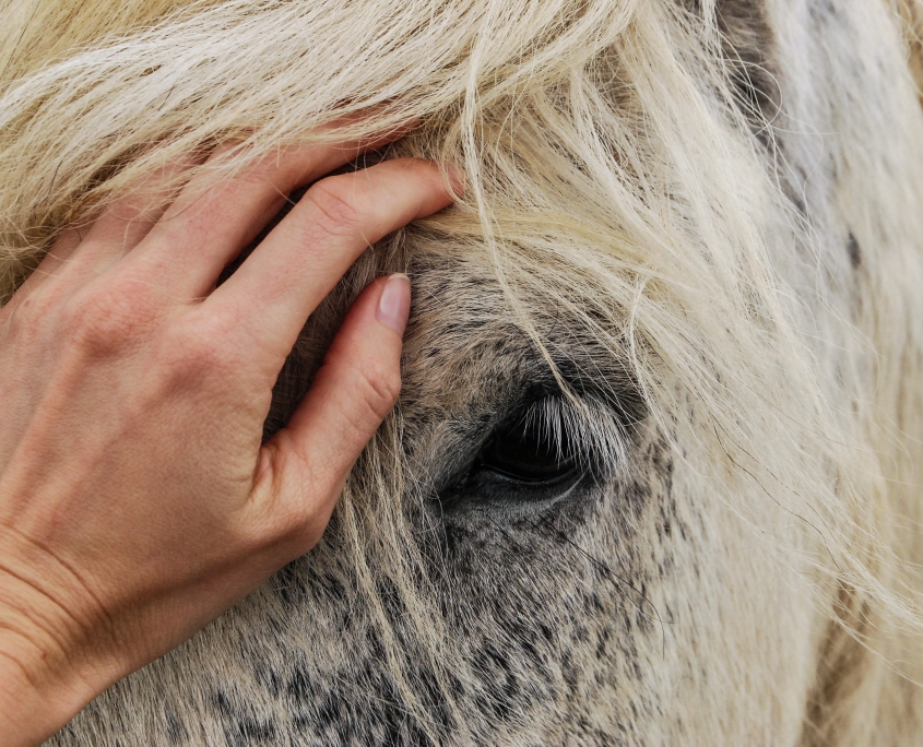 Canva - Person's Hand on White Horse's Face